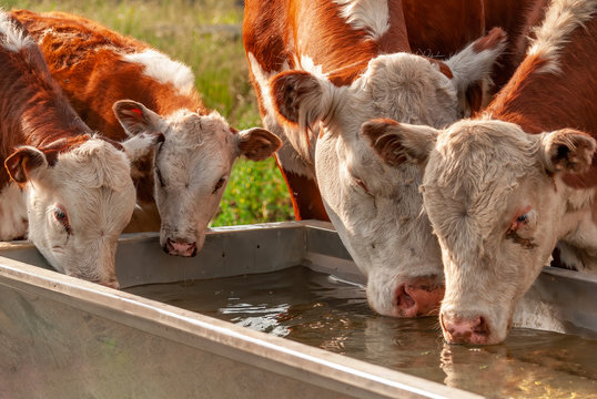 cows